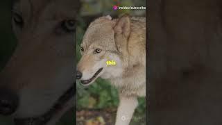 Wolf Wonders: Secrets of Apex Predators!