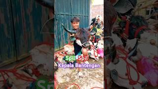 Spil kepala Bantengan malang #bantengan #shortsviral #jaranan #semuaorang #funny #viralvideo