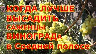 Когда ЛУЧШЕ ВЫСАЖИВАТЬ САЖЕНЦЫ винограда в Средней полосе