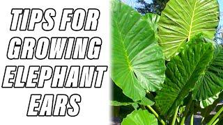  TIPS FOR GROWING ELEPHANT EARS IN POTS 