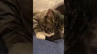My sweet foster cat loves catnip