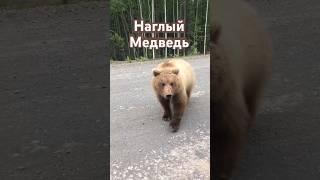 Когда тебя хочет сожрать Медведь #медведь #камчатка