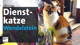Seit 10 Jahren im Dienst: Katze Wendelstein, die Turmwächterin | BR24