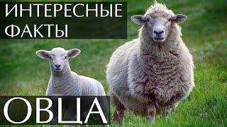 Овца - интересные факты