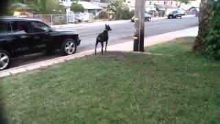 Doberman protects little girl