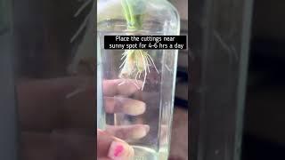 Lucky bamboo propagation tips!Follow @nerd_o_plants for more plant tips!