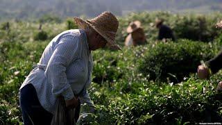 The Women Behind Georgia's Tea Revival