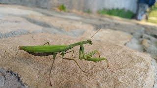 Mantis religiosa - Modliszka zwyczajna