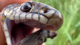 Hazer yılanının Zehirsiz diş yapısı