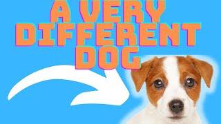 These 6 Things Make The Jack Russell Terrier A VERY DIFFERENT Dog Breed.