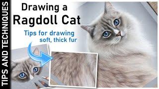 DRAWING A RAGDOLL CAT IN PASTELS | HOW TO DRAW SOFT, THICK FUR