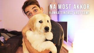 LETT EGY KÖLYÖK GOLDEN RETRIEVEREM - Toby VLOG #1 | IHNIH