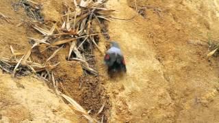 Wallcreeper (นกไต่ผา)