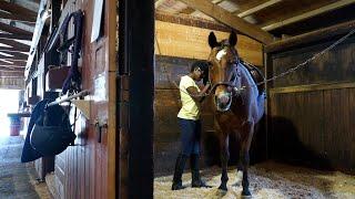 Equine Studies at UNH