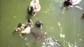 Duckling gets eaten by Catfish