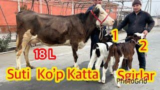 SUTI KO'P KATTA ENA BOLA SIGRLAR SOTILADI. 905608491. Dastafka hizmati bor