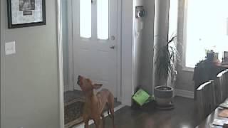 Pharaoh Hound Howl Sounds Like an Air Raid Siren