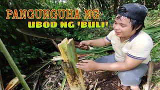 PANGUNGUHA NG 'UBOD NG BULI' GINATAANG UBOD #buhayprobinsya