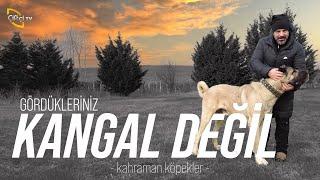 Gördüklerinizin %90'ı KANGAL DEĞİL!  (Akbaş - Kangal - Malaklı - Boz Çoban) - Kahraman Köpekler