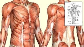 Human Anatomy and Physiology Study Course by James Ross | Review by Abby Haukongo