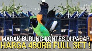 NGAMUK ! GALERI BURUNG KONTES OBRAL HARGA 450RB GACOR DOR FULL SET