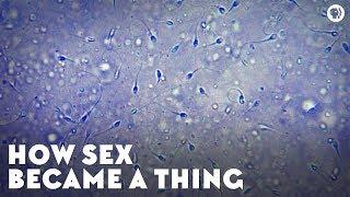 How Sex Became a Thing