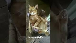 Kucing Oren