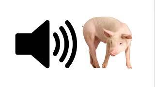 Pig - Sound Effect | ProSounds