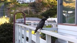 Kaka, New Zealand Parrot. Hear it's various calls.