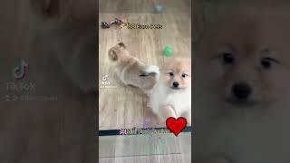 Mini Pom Puppy Singapore 88 Euro Pets #pomeranianpuppy #sgpom #sgpomeranian #88europets #pomeranian