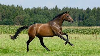 Top 10 Facts About HORSE INTELEGENT ANIMAL