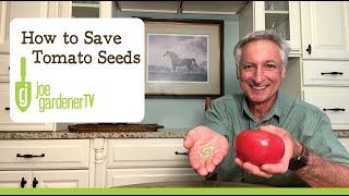 How to Save Tomato Seeds