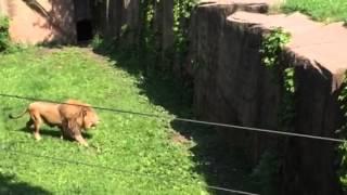 Lincolnpark Zoo lion climbing moat 6/2015