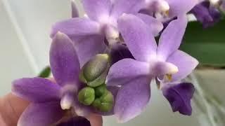 Коллекция Юли Латиной САМЫЙ СИНИЙ Фаленопсис Phalaenopsis Schubert