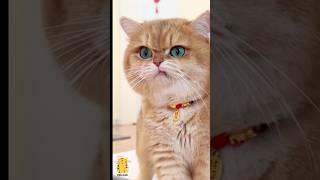 Funny Cat & Cute Kittens406 #shorts #kucing #kucinglucu #funny #pet #cat #foryou #viral #viralvideo