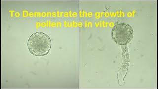 Pollen tube growth experiment