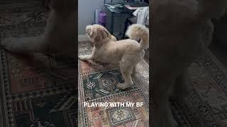 Playing with my #best #friends #goldendoodle #golden #doodle #shibainu #shiba #dogs #friendship #bff