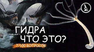 КТО ТАКАЯ ГИДРА В МИКРОМИРЕ? ЧТО ЕСЛИ ОТРУБИТЬ ЕЙ ЩУПАЛЬЦА?