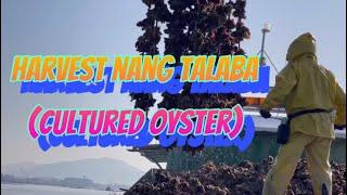 Paano mag harvest nang talaba sa Japan (Cultured oyster)   | LOIE TV