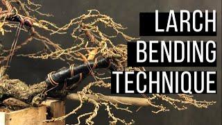 Larch Bending Technique