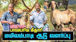 மயிலம்பாடி ஆடு | நாட்டு கிடா | பாராம்பரிய கீதாரி | குட்டி ரூ.4,000 | Goat | Tamil | Hello Madurai