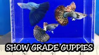 Guppy Farm High Quality | Breeding Show-quality Fancy Guppies - Ryan Perez Guppy Line