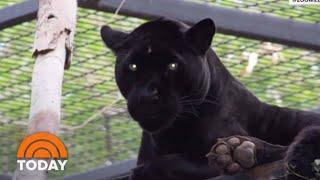 Jaguar Attacks Woman Who Jumped Zoo Barrier For Selfie | TODAY