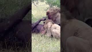 Lions Rip Rival Open to Eat Him Alive