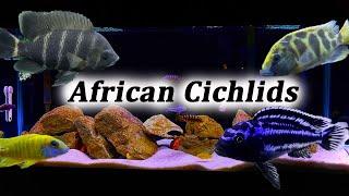 All About African Cichlids | What Type Should You Buy?