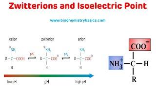 Zwitterions And Isoelectric Point || Isoelectric pH of Amino Acids