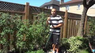 How Often To Water Tomato Plants-Gardening Advice