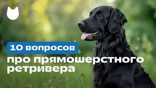 10 вопросов про прямошерстного ретривера (flat-coated retriever), черный ретривер ‍