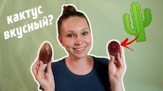 VLOG: КАКОЙ КАКТУС НА ВКУС? СМОТРИМ КВАРТИРЫ!