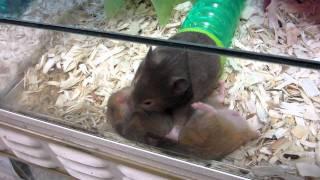 Pet Store Hamster Fight!!